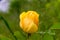 Delightful yellow rose in the summer garden