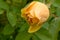 Delightful yellow rose in the summer garden