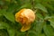 Delightful yellow rose in the summer garden