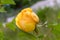 Delightful yellow rose in the summer garden