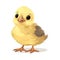 A delightfully chirpy illustration of a cute baby chick