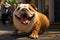 Delightfully plump pet dog enjoys a leisurely stroll, radiating happiness on the street