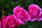 Delikate live pink rose