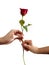 Delivering rose flowers It represents love, gratitude, and encouragement for each other.