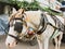 Delman with a white horse stops at the edge of Malioboro streets