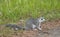 Delmarva Peninsula Fox Squirrel