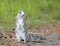 Delmarva Peninsula Fox Squirrel