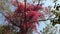 Delonix regia. Beautiful flowering tropical tree