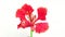 Delonix regia flower white background close up