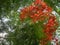 Delonix regia a flowering plant grown in summer with orange red flowers Royal poinciana, with fruit