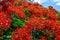 Delonix regia. Fragment of a blossoming crown of a tree.