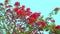 Delonix regia krishnachura gulmohar tree