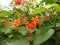 Delonix regia or Royal Poinciana, flamboyant flowers
