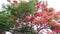 Delonix regia tree video