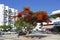 Delonix Royal flowering tree on the street in Ashdod, Israel