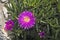 Delosperma cactus bloom