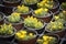 Delosperma congestum flowers