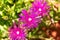 Delosperma Cooperi flowers close up