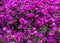 Delosperma cooperi. Purple ice plant. Trailing iceplant ground cover. Daisy-like iceplant flowers