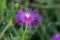 Delosperma cooperi small creeping pink purple violet flowering plant, flowers in bloom