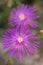Delosperma cooperi small creeping pink purple violet flowering plant, flowers in bloom