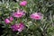 Delosperma cooperi, trailing iceplant pink flowers