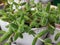 Delosperma echinatum pickle plant in a white ceramic pot