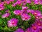 Delosperma flowers horizontal