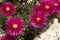 Delosperma flowers on white rocks