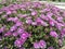 Delosperma is a large and diverse genus of succulent subshrubs. Closeup of a succulent purple ice plant delosperma cooperi view