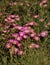 Delosperma sp. - indigenous African plant with pink flowers