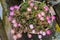 Delosperma succulent plant with flowers