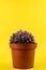 Delosperma sutherlandii in pot with yellow background