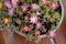 Delosperma violet pink flowers in top view