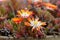 Delosperma with yellow orange flowers