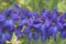 Delphinium