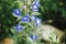Delphinium blooming in english cottage garden. Close up of blue delphinium flowers. Homestead lifestyle and wild natural garden.