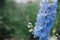 Delphinium blooming in english cottage garden. Close up of blue delphinium flowers with water drops. Homestead lifestyle and wild