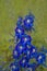 Delphinium Blue Dawn flowering plant