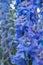 Delphinium Blue Dawn flowering plant