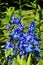 delphinium blue flower