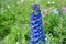 Delphinium Blue Flowers
