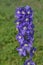 Delphinium blue Magic Fountain