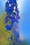 Delphinium blue Magic Fountain