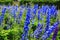 Delphinium or Candle Delphinium or English Larkspur or Tall Larkspur flowers
