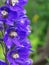 Delphinium cultorum: blue delphinium flowers in macro photography
