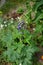 Delphinium cultorum \\\'Dark Blue & White Bee\\\' blooms in June in the garden. Berlin, Germany