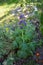 Delphinium cultorum \\\'Dark Blue & White Bee\\\' blooms in June in the garden. Berlin, Germany