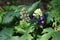 Delphinium cultorum `Darkblue White Bee` in the garden. Delphinium is a genus of about 300 species of perennial flowering plants.