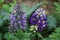 Delphinium cultorum `Darkblue White Bee` in the garden. Delphinium is a genus of about 300 species of perennial flowering plants.